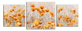 Obraz na plátně Oranžové máky