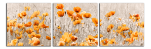 Obraz na plátně Oranžové máky