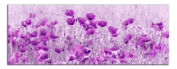 Obraz na plátně Fialové máky