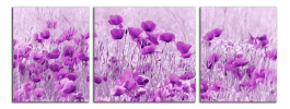 Obraz na plátně Fialové máky