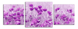 Obraz na plátně Fialové máky
