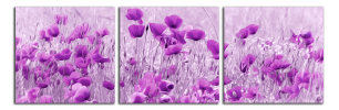 Obraz na plátně Fialové máky