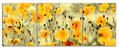 Obraz na plátně Vlčí máky