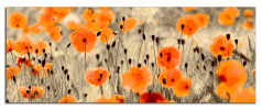Obraz na plátně Vlčí máky