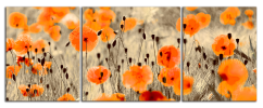 Obraz na plátně Vlčí máky