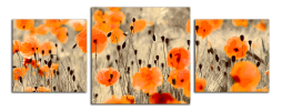 Obraz na plátně Vlčí máky