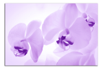 Obraz na plátně Orchideje