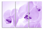 Obraz na plátně Orchideje