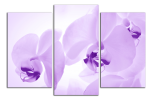 Obraz na plátně Orchideje