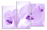 Obraz na plátně Orchideje