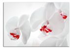 Obraz na plátně Orchideje