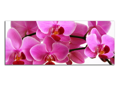 Orchideje