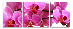 Obraz na plátně Orchideje