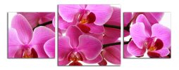 Obraz na plátně Orchideje