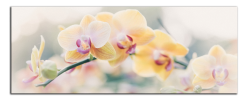 Obraz na plátně Orchidej
