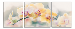 Obraz na plátně Orchidej