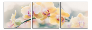 Obraz na plátně Orchidej