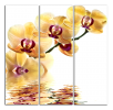Obraz na plátně Orchideje