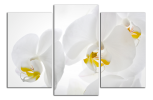 Obraz na plátně Orchideje