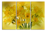 Obraz na plátně Narcisy