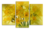Obraz na plátně Narcisy