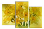 Obraz na plátně Narcisy