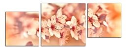 Obraz na plátně Kvítky