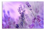 Obraz na plátně Levandule