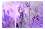 Obraz na plátně Levandule