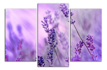 Obraz na plátně Levandule