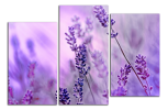 Obraz na plátně Levandule