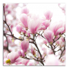 Obraz na plátně Magnolie