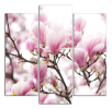 Obraz na plátně Magnolie