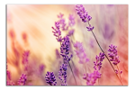 Obraz na plátně Levandule