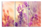 Obraz na plátně Levandule