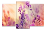 Obraz na plátně Levandule