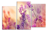 Obraz na plátně Levandule