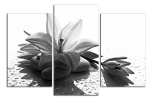 Obraz na plátně Květ