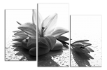 Obraz na plátně Květ