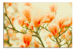 Obraz na plátně Oranžové magnolie