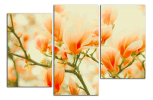 Obraz na plátně Oranžové magnolie